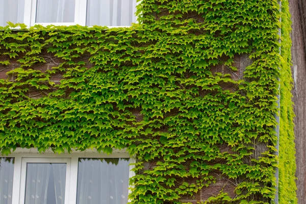 Hojas Verdes Hojas Verdes Textura Pared Fondo Verano — Foto de Stock