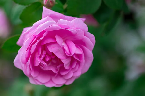 Rózsaszín Halvány Rózsa Bokor Alatt Nyári Kert Park Természet Háttérrel — Stock Fotó