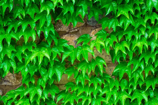 Πράσινα Φύλλα Πράσινα Φύλλα Τοίχο Υφή Καλοκαιρινό Φόντο — Φωτογραφία Αρχείου