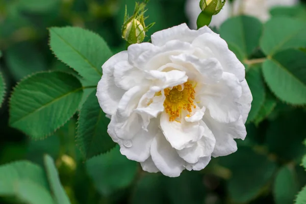 Háttérben Csokor Fehér Virágzó Rózsabokor — Stock Fotó