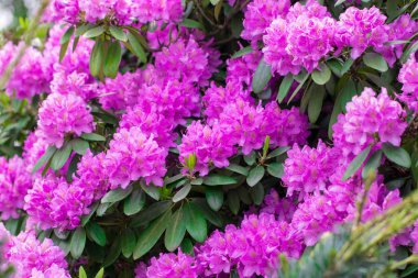 Pembe çiçekler bahçede. Yaz arka plan.