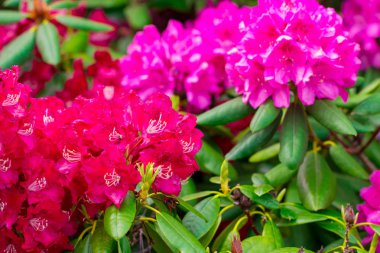 Pembe çiçekler bahçede. Yaz arka plan.