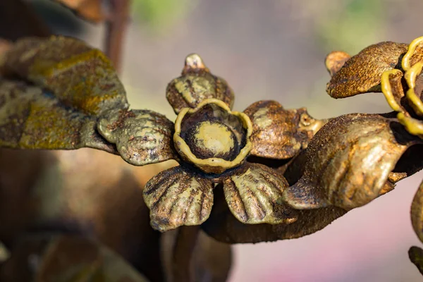 構造および鍛造鉄門の装飾品 金属製の花で装飾的な Ornamen — ストック写真