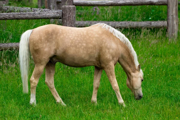 Koně Pasoucí Svěží Zelené Letní Pastvině — Stock fotografie