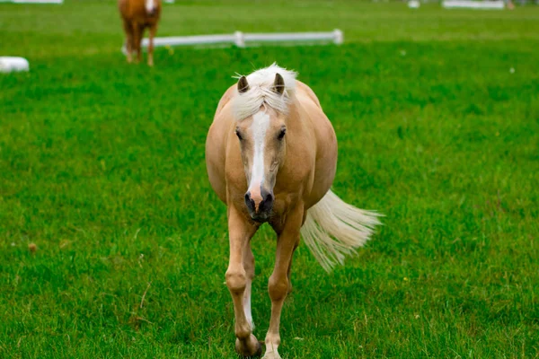 Koně Farmě Koně Zlaté Hodiny Země Letní Krajina — Stock fotografie