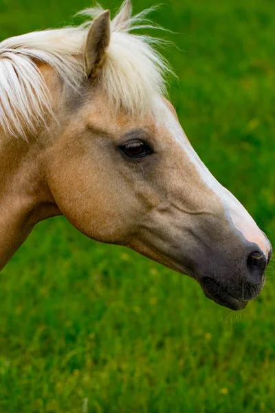 Portrét Krásné Koně Sněhová Vločka — Stock fotografie