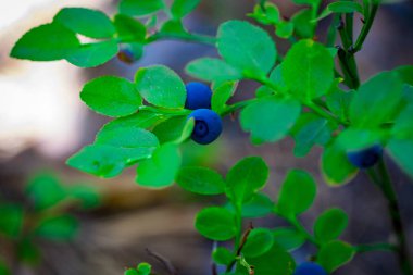 Yazın yakın planında olgunlaşmış bir çilek çalısı.