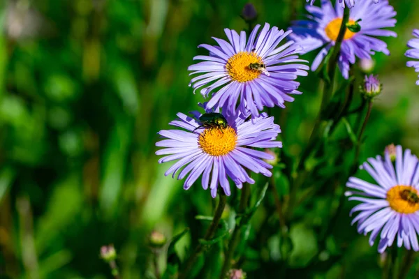 Фон Фіолетових Літніх Квітів Красивих Жуків — стокове фото