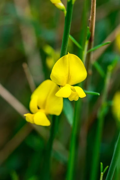 Iris Květiny Krásné Jarní Květina Sněhová Vločka — Stock fotografie