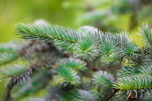 Groene Stekelige Takken Van Een Pelsboom Dennenboom — Stockfoto