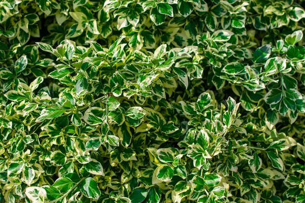 Green Juicy Leaves Summer Background Landscape Design — Stock Photo, Image