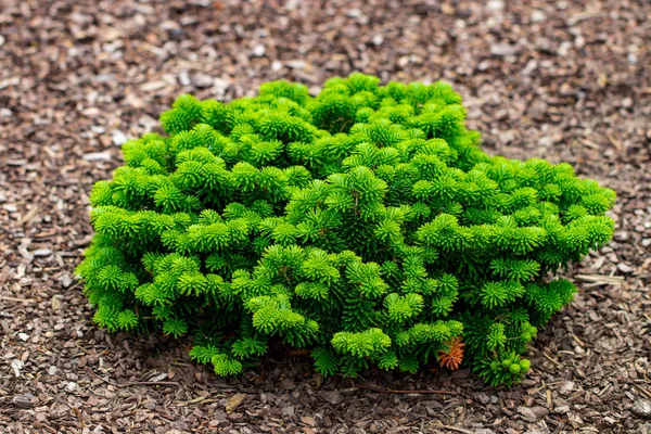 Close Van Struiken Groene Grasvelden Ontwerp Van Het Landschap — Stockfoto