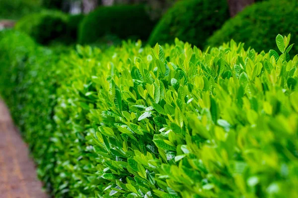 Green Hedge Green Leaves Wall Geometrical Bush Landscape Design — Stock Photo, Image