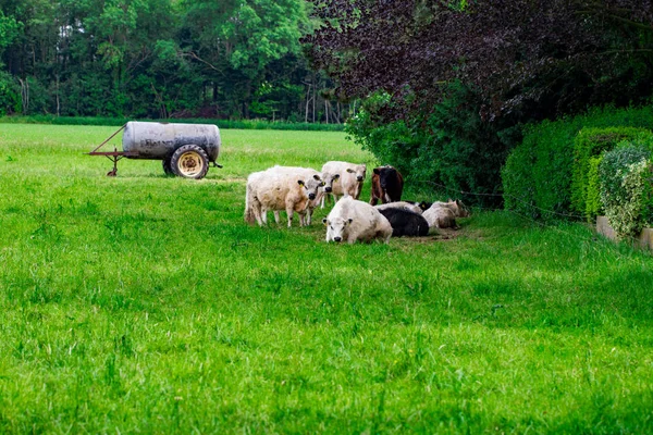 Стадо Коров Зеленом Поле — стоковое фото