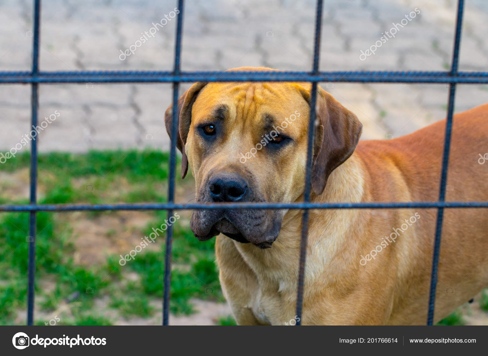 Pure Race Grandes Espèces Bruns Sud Africain Chien Massif