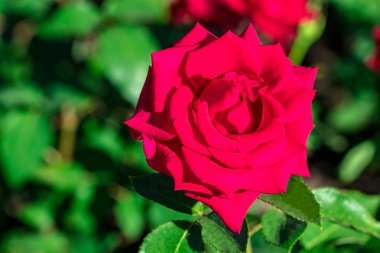 Pembe gül bush yaz bahçe veya park doğa arka plan üzerinde.