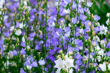  çiçekler beyaz ve mor çan bir yumuşak arka plan bulanık yeşil yaprakları ve çim üzerinde yakın çekim.