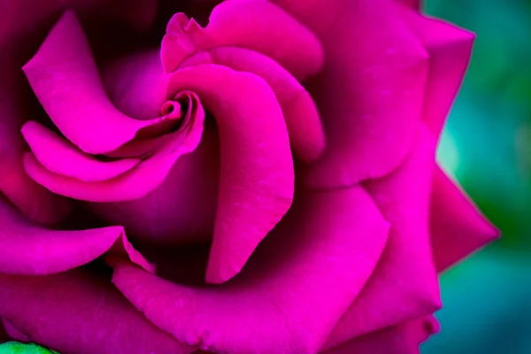 Rosa Rosas Arbusto Sobre Jardín Verano Parque Fondo Naturaleza — Foto de Stock