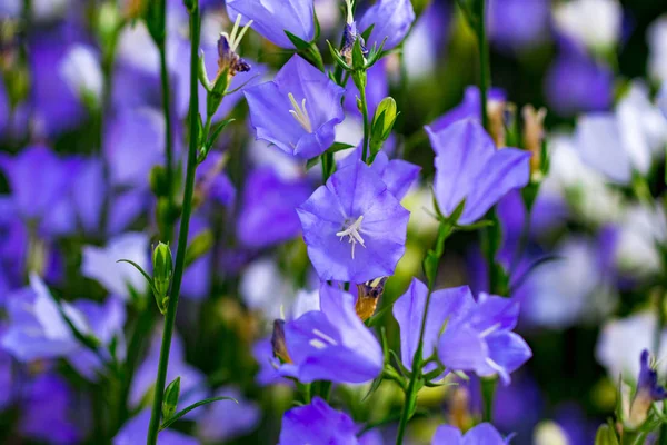  çiçekler beyaz ve mor çan bir yumuşak arka plan bulanık yeşil yaprakları ve çim üzerinde yakın çekim.