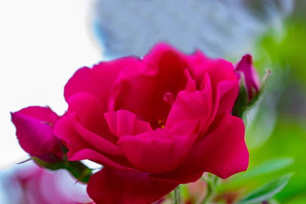 Rózsaszín Rózsa Bokor Alatt Nyári Kert Park Természet Háttérrel — Stock Fotó