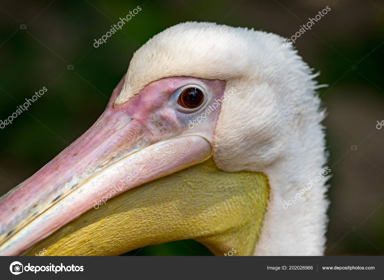 Oiseaux Tête Blanc Pélican Avec Gros Bec Jaune Protection