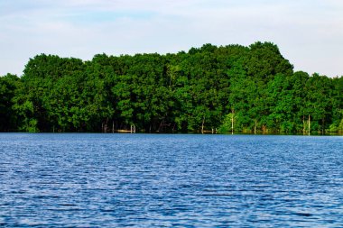 manzara orman ile ve bir nehir önünde. güzel sahne.