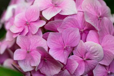 Ortanca çiçek Bahçe en iyi görünümü'nde pembe.