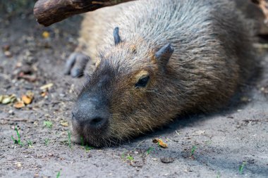 Capybarası - Hydrochaeris hydrochaeris - dünyanın en büyük yaşam kemirgen uyku.