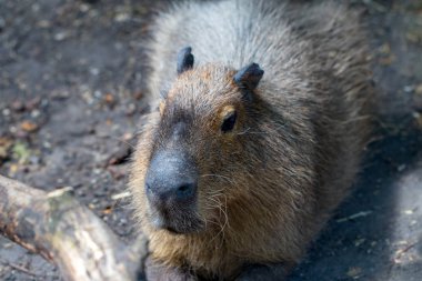 Capybarası - Hydrochaeris hydrochaeris - dünyanın en büyük yaşam kemirgen uyku.