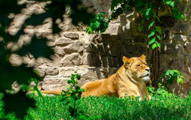 dişi aslan çim Ukrayna Kiev Hayvanat Bahçesi.