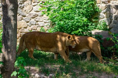 dişi aslan çim Ukrayna Kiev Hayvanat Bahçesi.