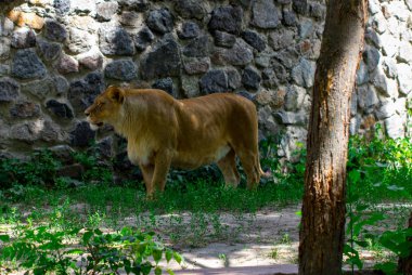 dişi aslan çim Ukrayna Kiev Hayvanat Bahçesi.