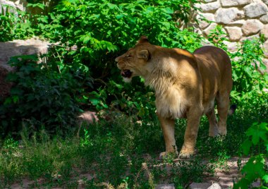 dişi aslan çim Ukrayna Kiev Hayvanat Bahçesi.