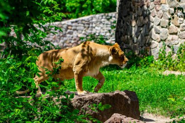 dişi aslan çim Ukrayna Kiev Hayvanat Bahçesi.