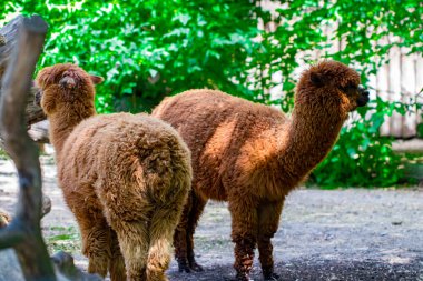 Yeşil bir alana kamera bir güneşli yaz gününde arıyorsunuz iki kahverengi alpaka portresi.