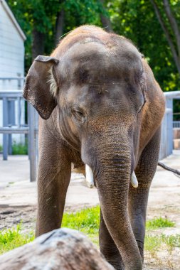 Ukrayna Kiev Hayvanat Bahçesi Asya fili.