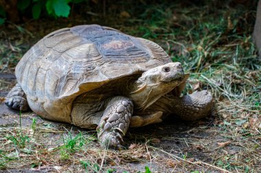 Portre güzel turtle yeşil çim yakın - up.