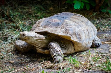 Portre güzel turtle yeşil çim yakın - up.