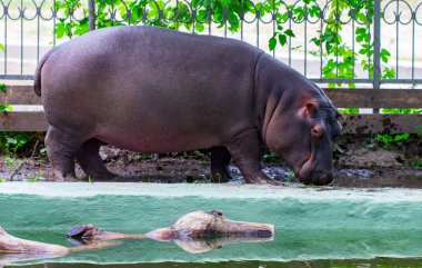 Ortak su aygırı (su aygırı amphibius), su aygırı portre.