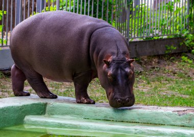 Ortak su aygırı (su aygırı amphibius), su aygırı portre.