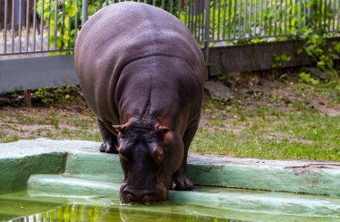 Ortak su aygırı (su aygırı amphibius), su aygırı portre.