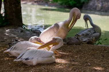 büyük beyaz pelikan, Pelecanus onocrotalus olarak da bilinen Doğu beyaz pelikan, pembe Pelikan veya beyaz pelikan familyasından bir kuş Pelikan.