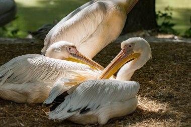 büyük beyaz pelikan, Pelecanus onocrotalus olarak da bilinen Doğu beyaz pelikan, pembe Pelikan veya beyaz pelikan familyasından bir kuş Pelikan.