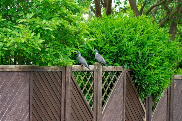 Két Galamb Pihenhet Szabadtéri Kerítés — Stock Fotó