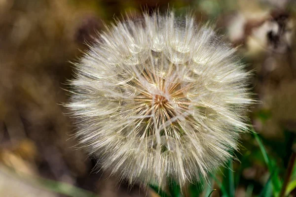 Maskros Blomma Med Frön Boll Närbild Horisontell — Stockfoto