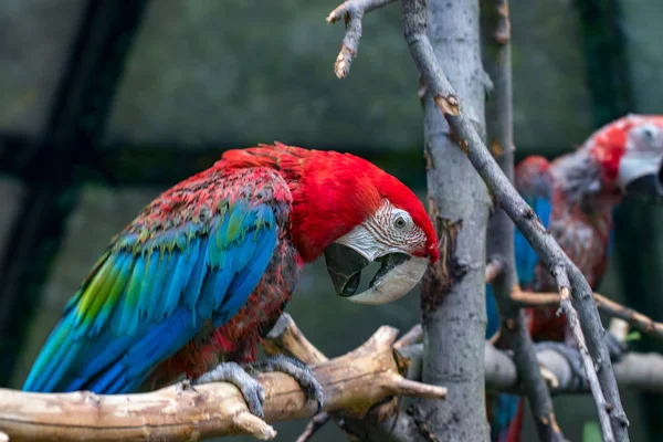 Portrett Fargerik Scarlet Macaw Papegøye Mot Tregreners Bakgrunn – stockfoto