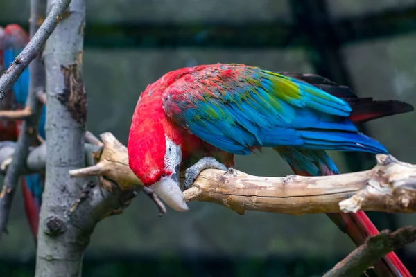 Porträt Eines Farbenfrohen Scharlachroten Ara Papageien Vor Hölzernem Hintergrund — Stockfoto