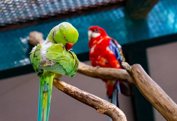 Барвистий Папуга Гілці Зоопарку — стокове фото