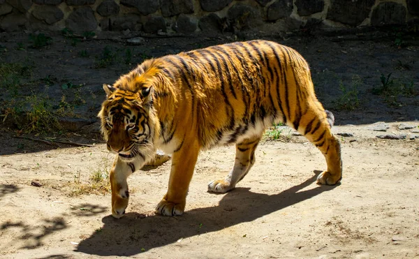 Zbliżenie Piękne Tygrys Tle Zielonych Drzew Zoo — Zdjęcie stockowe