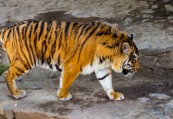 Közeli Kép Egy Gyönyörű Tigris Háttérben Zöld Fák Állatkertben — Stock Fotó